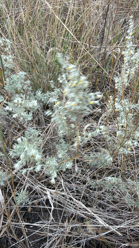 fringed sagebrush