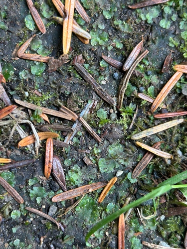 Ring Pellia