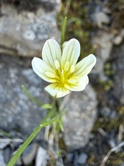 Gagea serotina