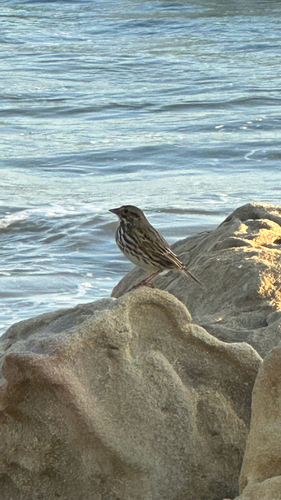 Savannah Sparrow