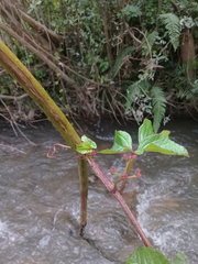 Cissus obliqua