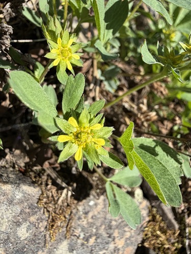 Sibbaldia procumbens, photograph 2