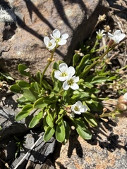 Cardamine bellidifolia