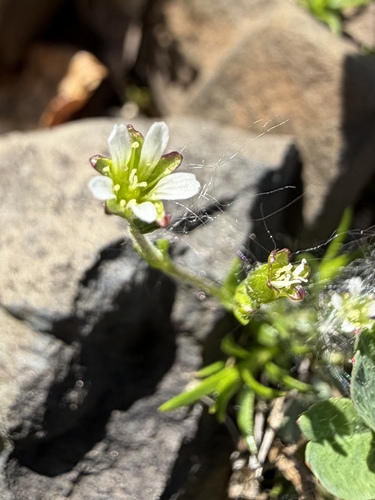 Cherleria biflora, photograph 1