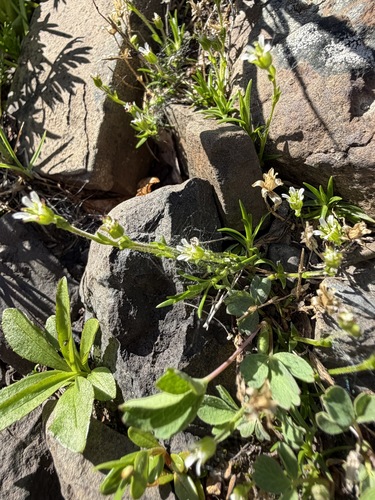 Cherleria biflora, photograph 2
