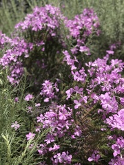 Linanthus californicus