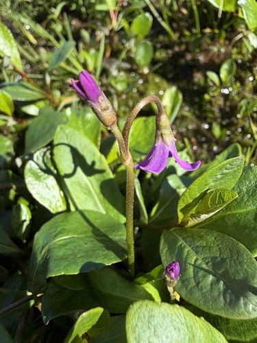Dodecatheon frigidum, 2026-07-20