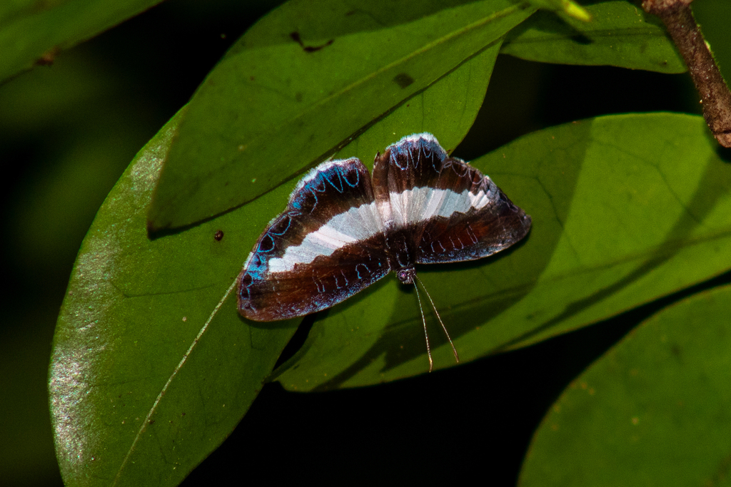 Nymphidium olinda
