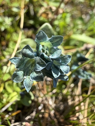 Gentiana glauca, photograph 3