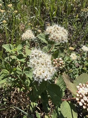 Spiraea stevenii
