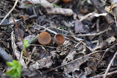 Stromatinia rapulum