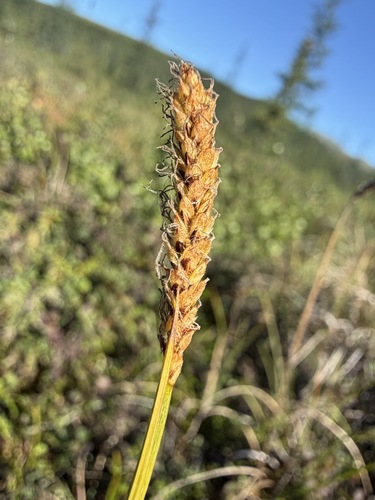 Carex scirpoidea