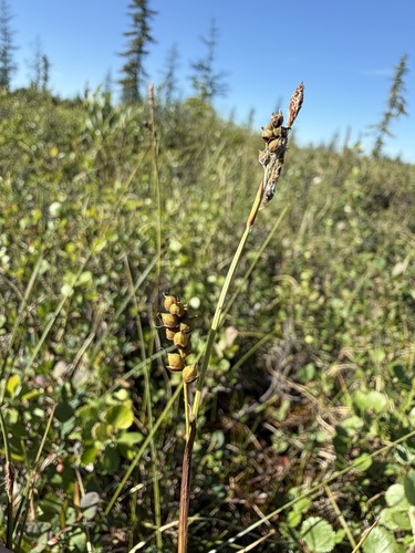 Carex vaginata, photograph 2