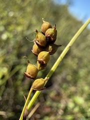 Carex vaginata
