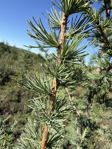 Larix laricina, photograph 3