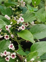 Paederia foetida, photograph (c) xanderferret, some rights reserved (CC BY)