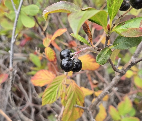 black chokeberry