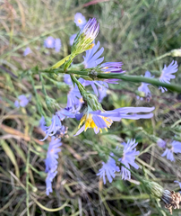 (c) sofi v, some rights reserved (CC BY) Symphyotrichum oolentangiense, photograph (c) sofi v, some rights reserved (CC BY)