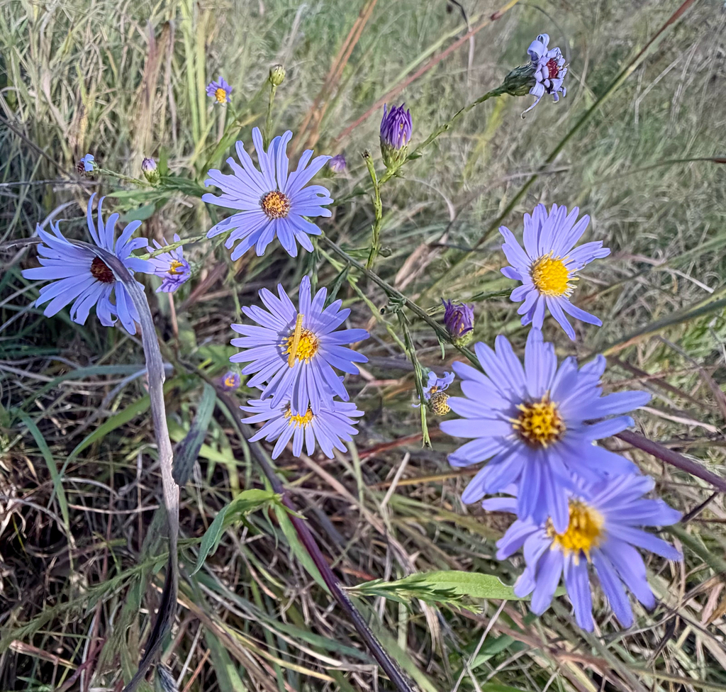 Symphyotrichum oolentangiense; photograph (c) sofi v, some rights reserved (CC BY)