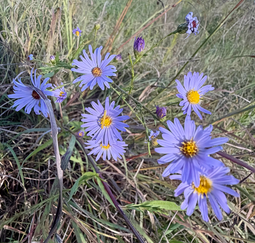 Symphyotrichum oolentangiense