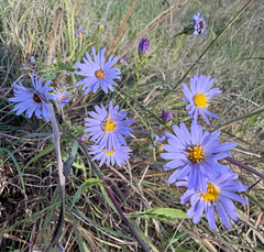 Symphyotrichum oolentangiense