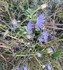 (c) sofi v, some rights reserved (CC BY) Symphyotrichum oolentangiense, photograph (c) sofi v, some rights reserved (CC BY)