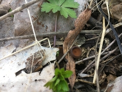 Stromatinia rapulum