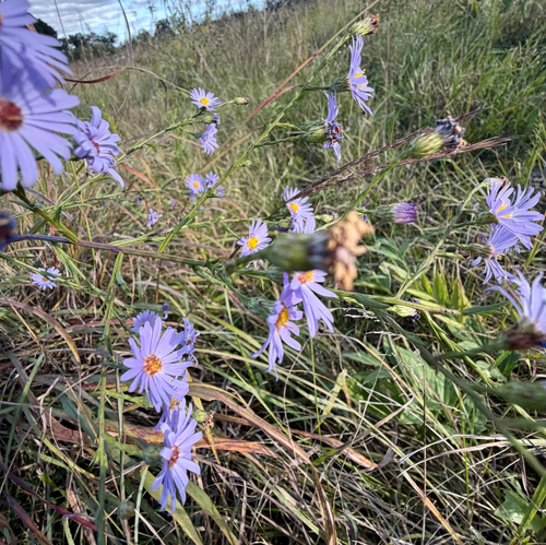 Symphyotrichum oolentangiense, photograph 3
