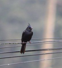 Knipolegus lophotes
