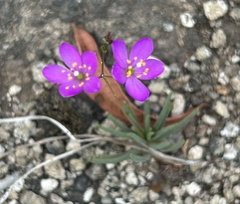 Phemeranthus teretifolius