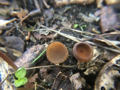 Stromatinia rapulum