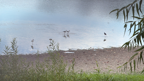 Black-necked Stilt