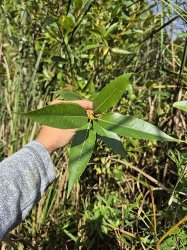 Salix lucida
