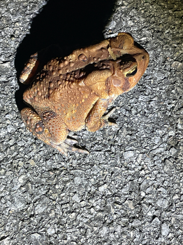 American Toad