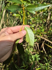 Salix lucida, photograph (c) Sam Turner, some rights reserved (CC BY)