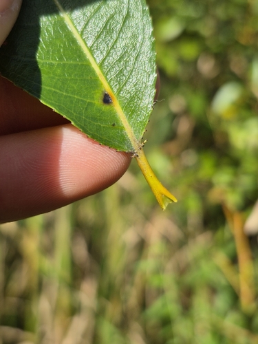 Salix lucida, photograph 3