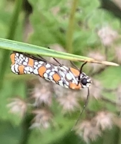Ailanthus Webworm Moth