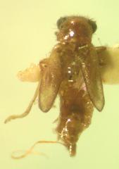 Taximastinocerus