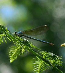 Calopteryx xanthostoma