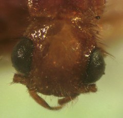 Taximastinocerus