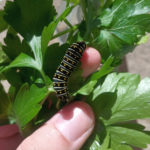 Eastern Black Swallowtail