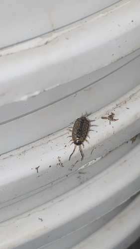 Common Striped Woodlouse