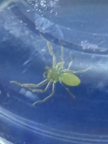 Magnolia Green Jumping Spider