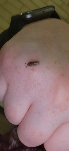 Nosy Pill Woodlouse