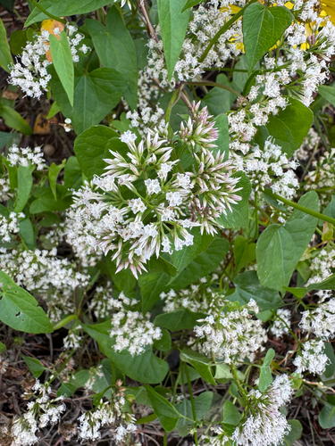 Mikania scandens, photograph 6