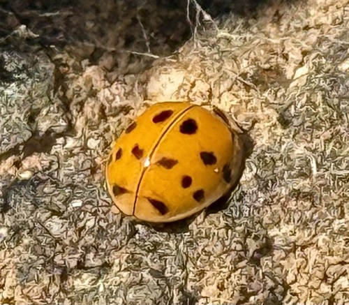 Asian Lady Beetle