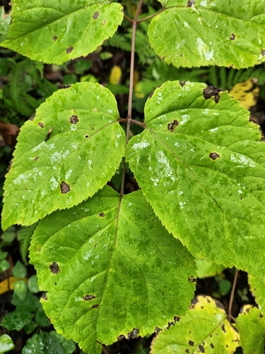American spikenard