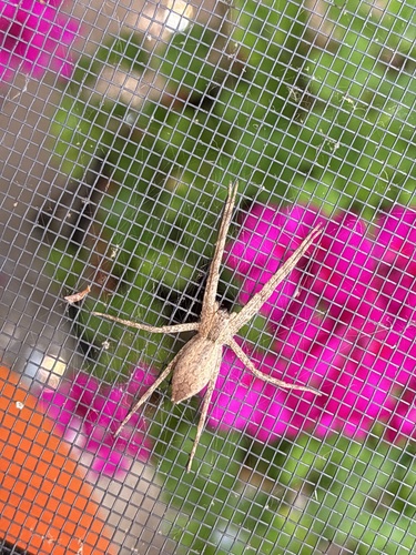 American Nursery Web Spider