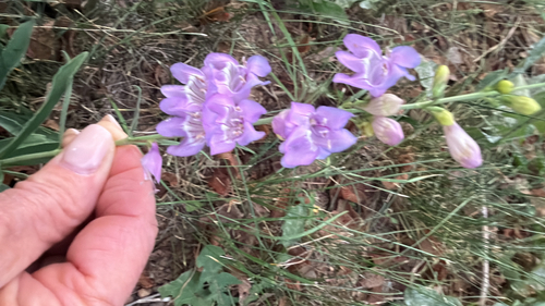 upright blue beardtongue