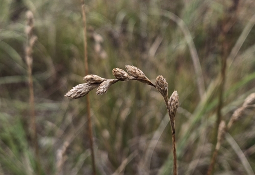 beach sedge